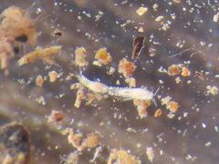 Copepoda