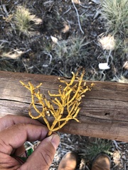 Phoradendron juniperinum