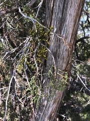 Phoradendron juniperinum
