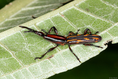 Brentidae