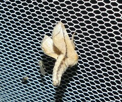 Anaxidia lozogramma