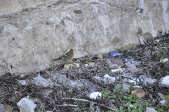 Turdus chrysolaus