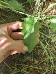 Hieracium lepidulum