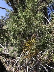 Phoradendron juniperinum