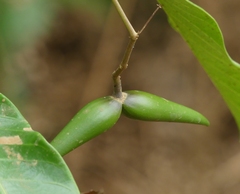 Anodendron parviflorum