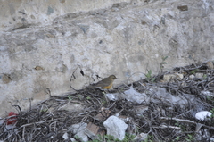 Turdus chrysolaus