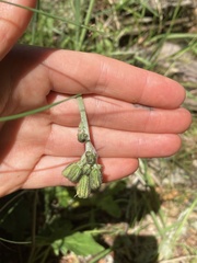Hieracium lepidulum