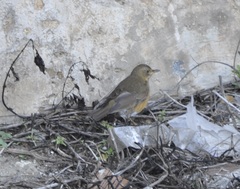 Turdus chrysolaus