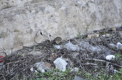 Turdus chrysolaus