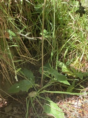 Hieracium lepidulum