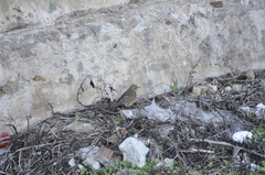 Turdus chrysolaus