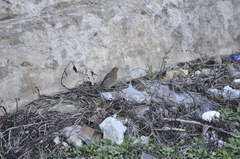 Turdus chrysolaus