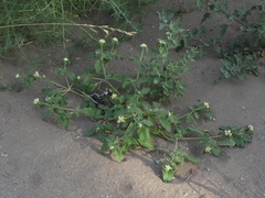 Alternanthera pungens