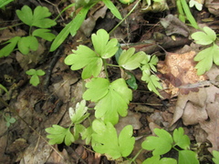Adoxa moschatellina