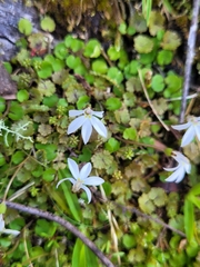 Lobelia angulata
