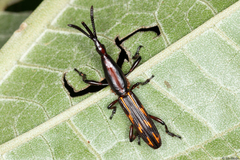 Brentidae