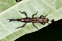 Brentidae
