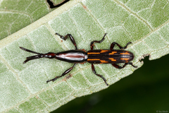 Brentidae