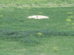 Marmota bobak