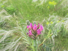 Astragalus cornutus