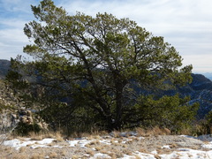 Pinus cembroides bicolor
