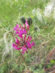 Astragalus cornutus