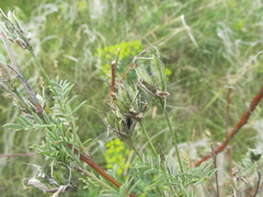 Astragalus cornutus