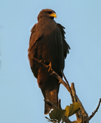 Milvus migrans parasitus