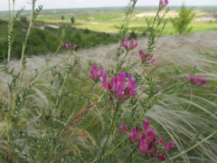Astragalus cornutus