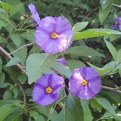 Lycianthes rantonnetii
