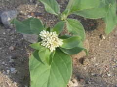 Alternanthera pungens