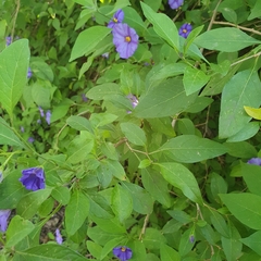Lycianthes rantonnetii