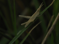 Allotruxalis gracilis