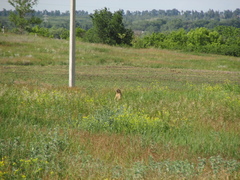 Marmota bobak