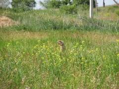 Marmota bobak