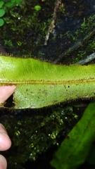 Elaphoglossum raywaense