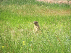 Marmota bobak