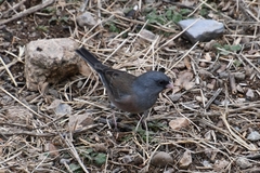 Junco hyemalis mearnsi