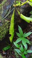 Elaphoglossum raywaense