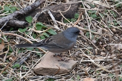Junco hyemalis mearnsi