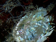 Amathia verticillata