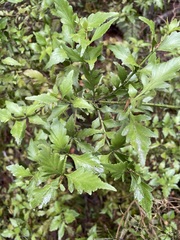 Phyllocladus alpinus