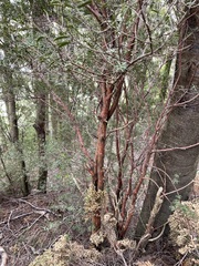 Podocarpus