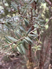 Podocarpus