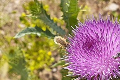 Anastoechus barbatus