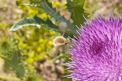 Anastoechus barbatus