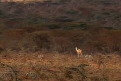 Tragelaphus imberbis