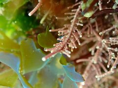 Lithothrix aspergillum