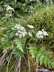 Gingidia montana