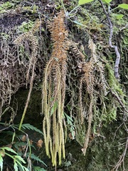 Phlegmariurus varius